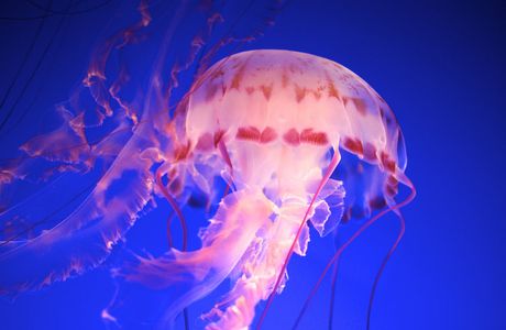 JellyFish