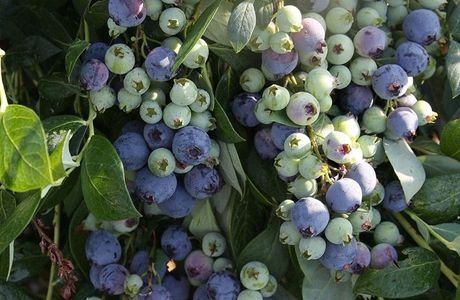 Tomoi Blueberry Garden
