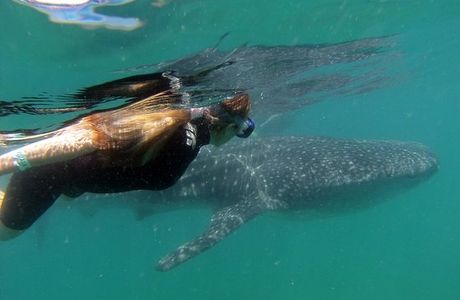 Whale Shark Encounter by Cabo Adventures