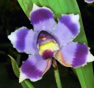 Centro Benessere Orchidea