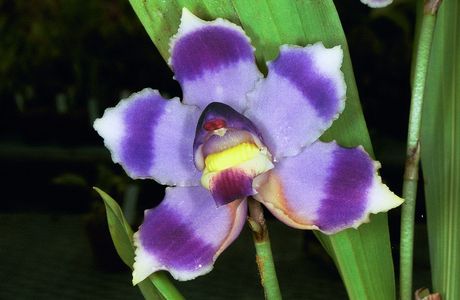 Centro Benessere Orchidea