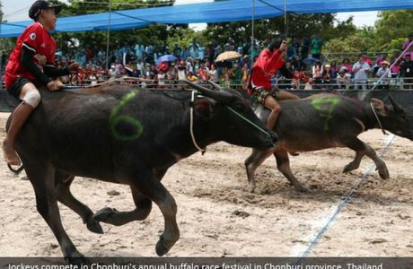 Buffalo Racing Festival