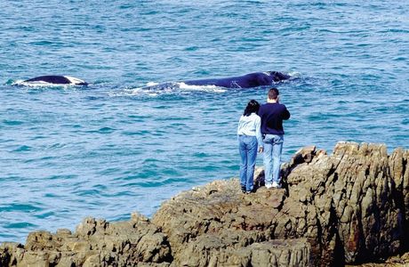 Cape Whale Coast