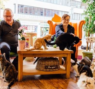 The Kitty Cafe