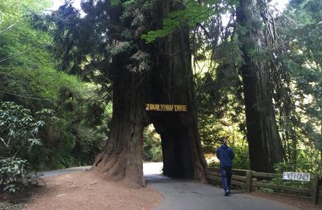 Tour-Through Tree