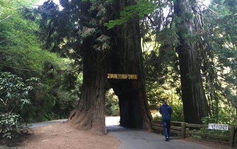 Tour-Through Tree 1