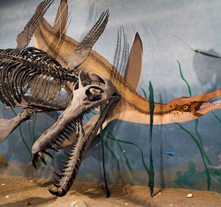 Glendive Dinosaur & Fossil Museum