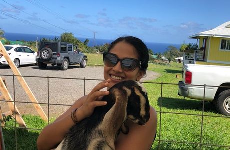 Honomu Goat Dairy