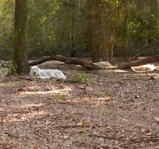 Oatland Island Wildlife Center