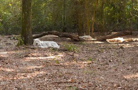 Oatland Island Wildlife Center