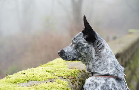 The Blue Heeler Cattle Dog Statue