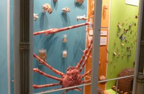 Musée d'Histoire Naturelle et Vivarium