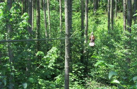 Deep Forest Challenge