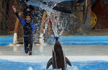 Kish Dolphin Park