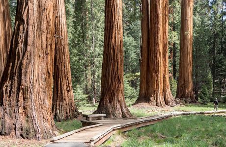 Redwood Canyon Trail