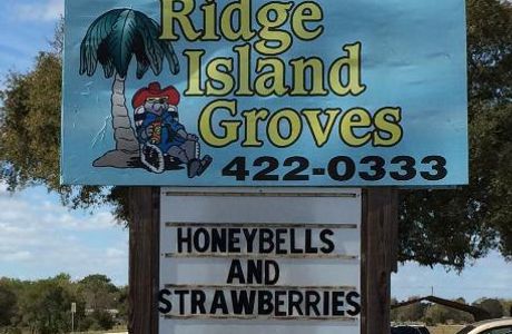Ridge Island Groves