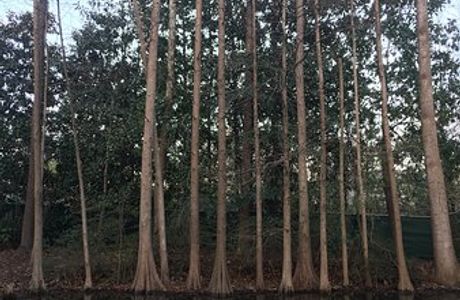 Hatcher Garden and Woodland Preserve