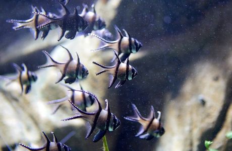 Blue Reef Aquarium Hastings