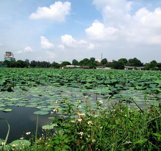 Lotus Lake Wetland