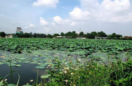 Lotus Lake Wetland