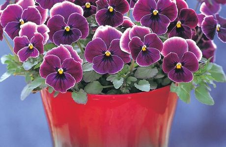 Pansy House