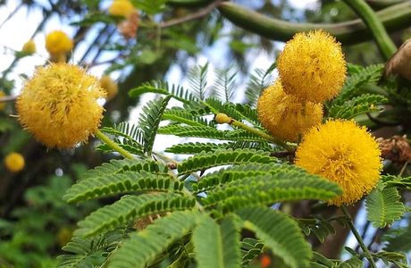 Acacia