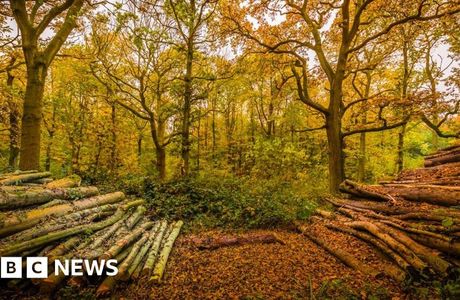 Wytham Woods