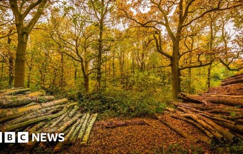 Wytham Woods 1