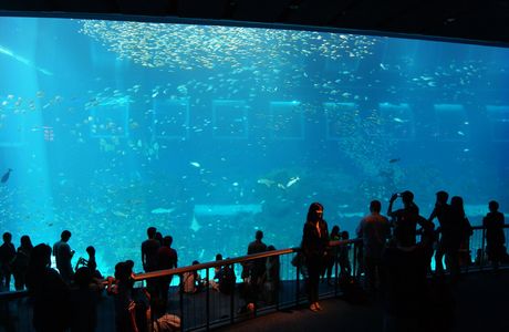S.E.A. Aquarium