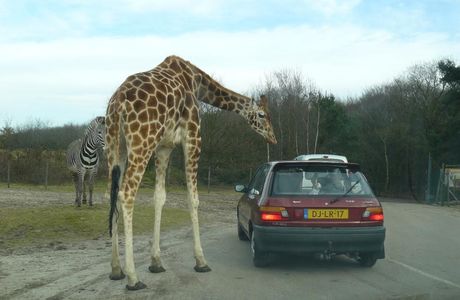 Beekse Bergen Safari Park