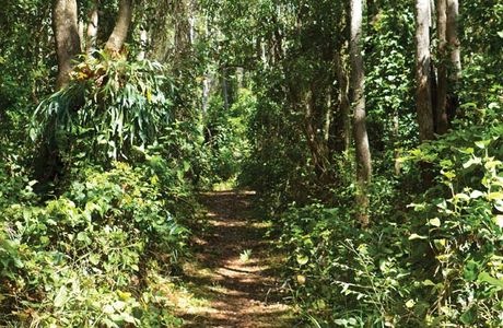 Iluka Rainforest Walking Track