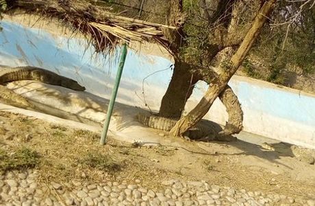 Nahargarh Biological Park