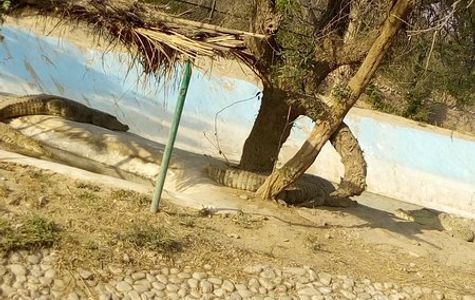 Nahargarh Biological Park 1