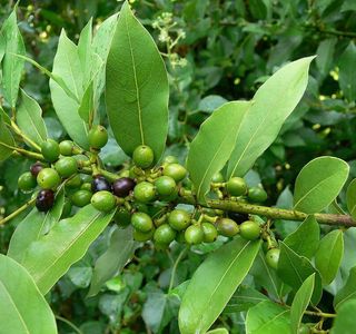 Laurus