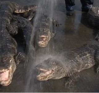 Xuancheng Chinese Alligator Reserve