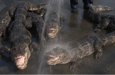 Xuancheng Chinese Alligator Reserve