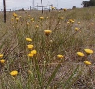 William Angliss Native Grassland Reserve