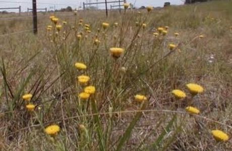 William Angliss Native Grassland Reserve