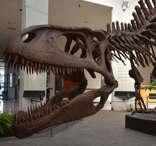 Museo Paleontologico Egidio Feruglio