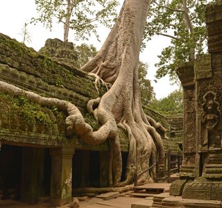 Ta Prohm Temple
