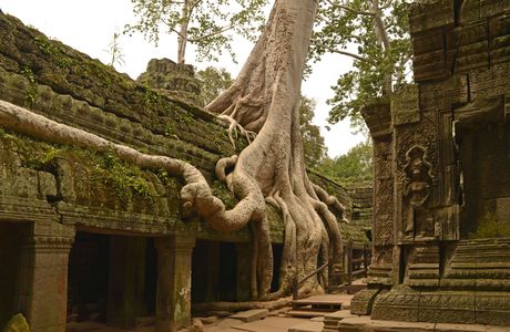 Ta Prohm Temple