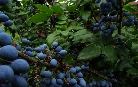 Tosu Berry Forest 1