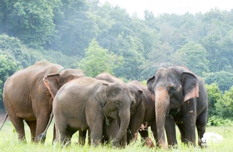 Kanta Elephant Sanctuary