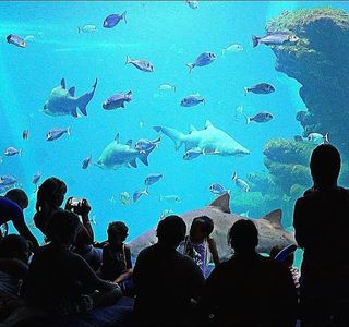 Palma Aquarium