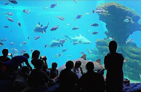 Palma Aquarium