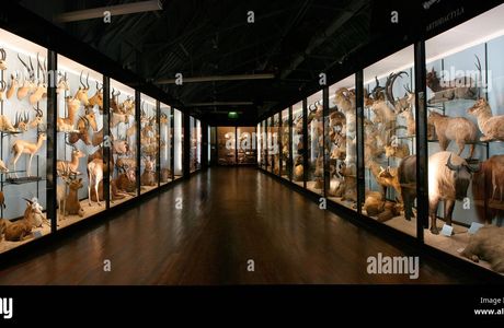Natural History Museum at Tring