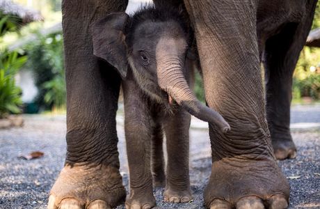 Elephant Family