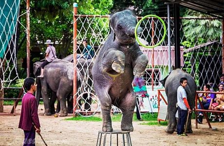 Ban Ta Klang Elephant Village