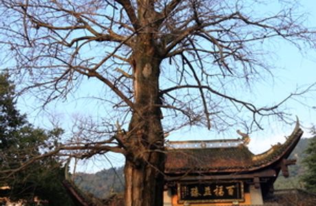 Lingfeng Temple