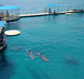 Dolphin Reef